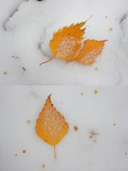 yellow fallen autumn leaf on the snow
