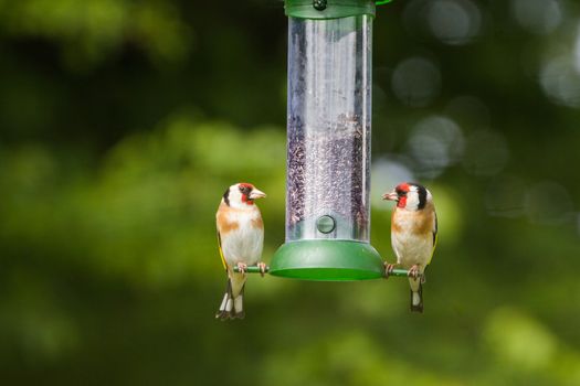 Two Goldfinch (Carduelis Carduelis) sat on niger seed feeder looking at each other