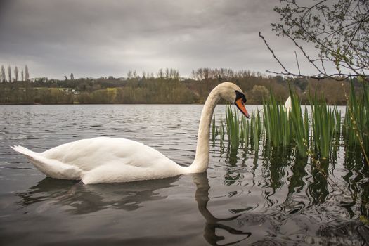 Mute Swan (Cygnus Olor) swimming calmly close to camera on lake