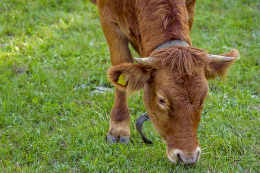 Close up with a brown calf head, while eating the green grass, inside a farm in south Germany