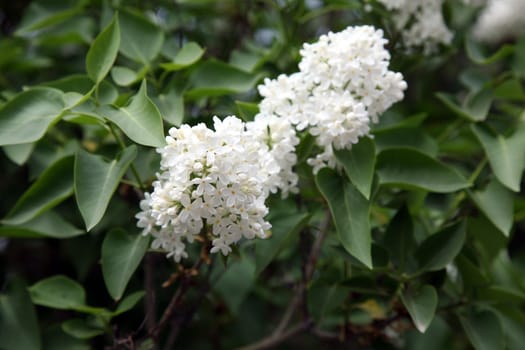 beautiful blooming white lilac flowers. Macro photo.