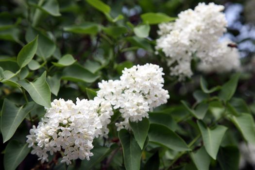 beautiful blooming white lilac flowers. Macro photo.