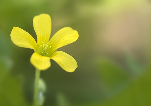 Common Yellow Wood-sorrel (Oxalis stricta) in full bloom
