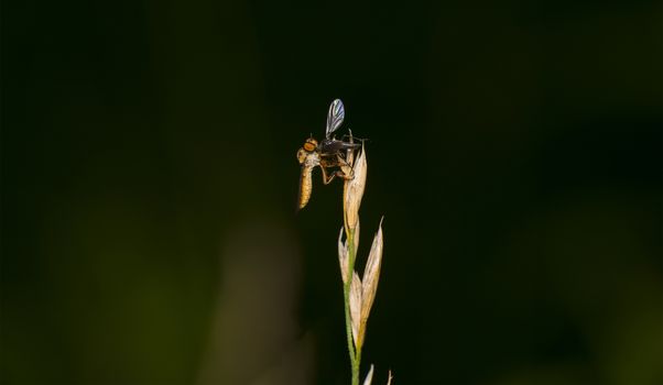 compound eyes of a robberr fly in focus