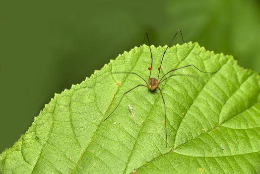 a cute daddy long legs spider on a leaf