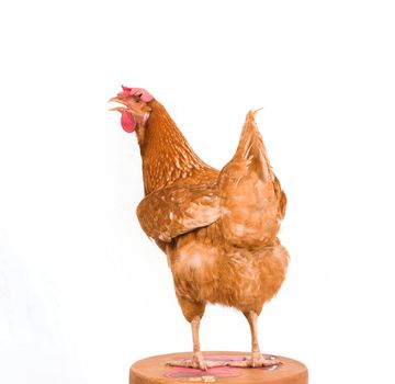 rear view of brown chicken standing on wood path  isolate white background