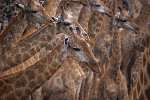 flock of giraffe in wild