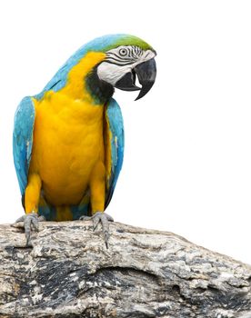 blue and yellow macaw bird perching on tree branch isolate white background