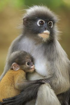 motherhood of Dusky leaf monkey, Dusky langur in southern of thailand