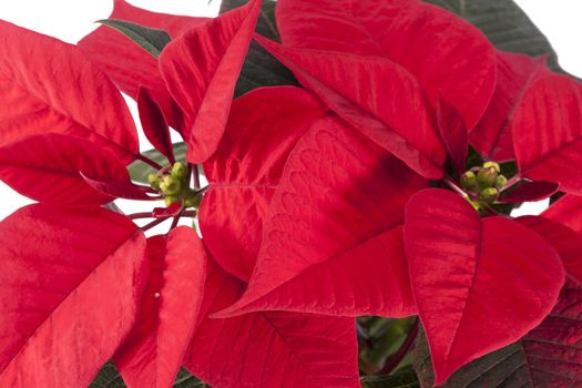 Flowers of Christmas Poinsettia  on white background, close up