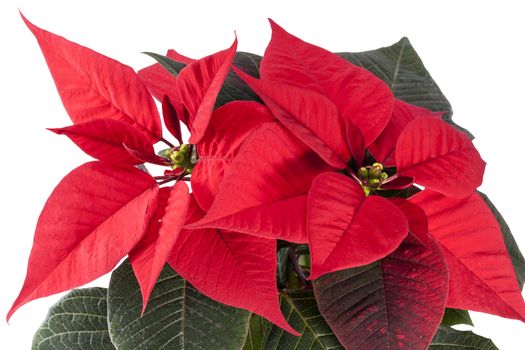 Flowers of Christmas Poinsettia isolated on white background