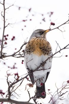 The photo depicts a thrush on a tree