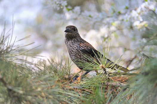 Fieldfare (Turdus pilaris) on spring tree brunch