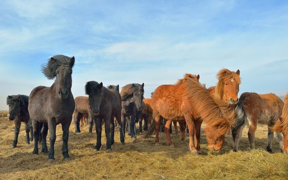 Icelandic horses feeding on field