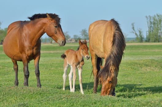 Horses family in a meadow in spring time