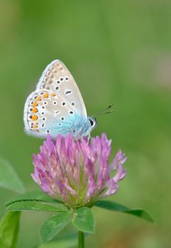 Common Blue (Polyomathus icarus) butterfly on flower