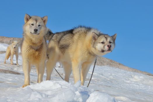 Greenland sled dogs relaxing in spring time