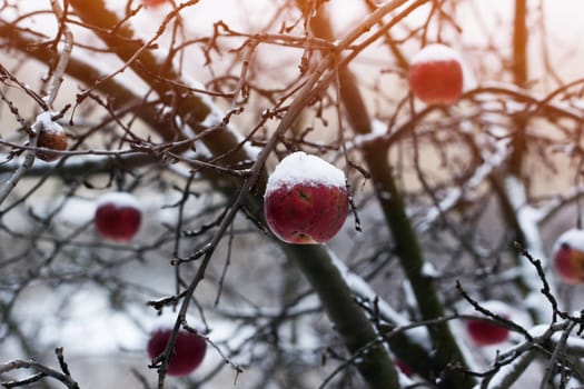 red apples under the snow. Apples on a Tree Under Fresh Snow. Red apples on an apple-tree covered with snow
