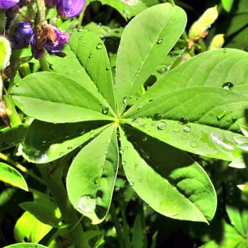 raindrops on a green leaf under the bright sun