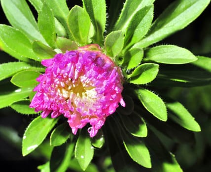 unblown Bud of a flower Astra with rain drops in the sun
