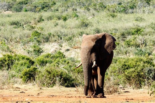 African Elephant standing and taking a break in the field.