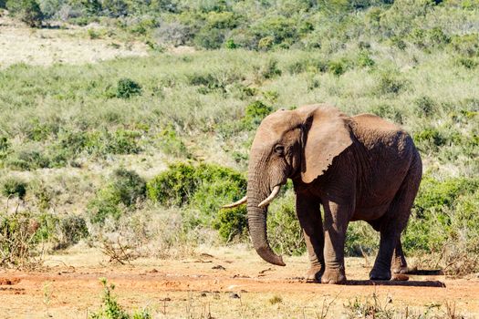 African Bush Elephant giving you the sneaky look.