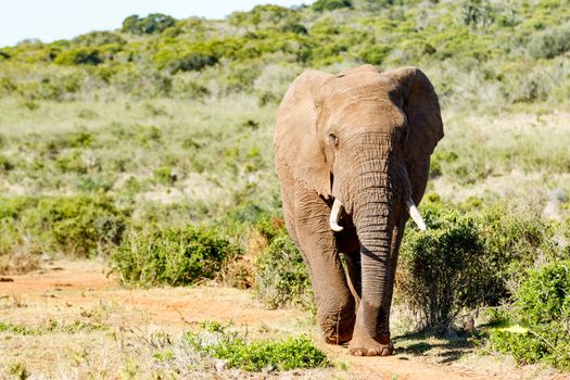 African Bush Elephant storming down the hill full speed.