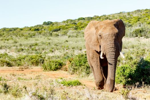 African Bush Elephant walking in the field.