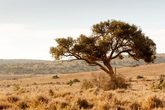 The shade tree for the animals in the wild.