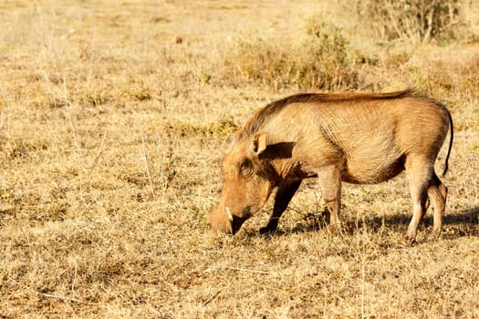 The common warthog sniffing the grass in the field.