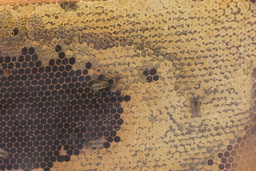Close up of a bee colony on honeycomb in a bee farm. Selective focus, Copy space.