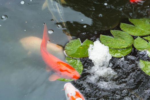 Colorful beautiful carp, Koi carp in a natural pond.