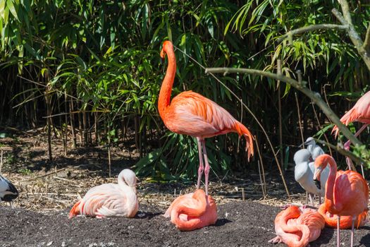 A group of flamingos on a bamboo forest.