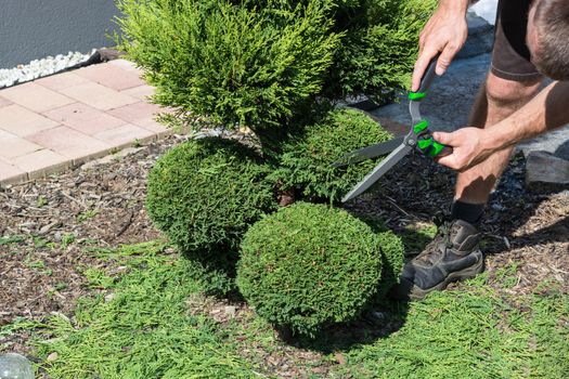 Thuja or boxwood with a hedge trimmer in form cutting