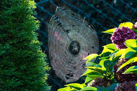 The spider's web or cobweb close up with colorful background.