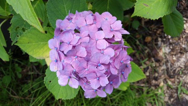 Kawaguchiko violet blossom.