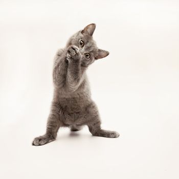 gray kitten with big surprised eyes isolated.