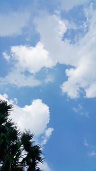 Tree and the blue sky.