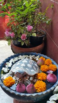 Fortune turtle in the basin. As a decoration in the house.