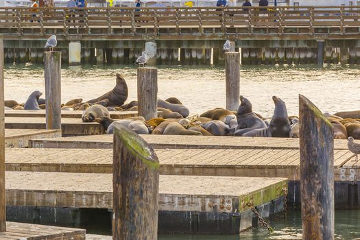 SAN FRANCISCO, CA, USA, october 23, 2016: Sea lions on Pier 39