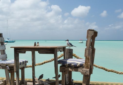 On Pelican Pier, an amazing lookout to the sea and view for a meal in Aruba in the Dutch Antilles.  The birds are ready for a meal