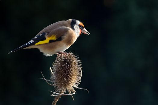 Goldfinch (Carduelis Carduelis) perched on Teasle