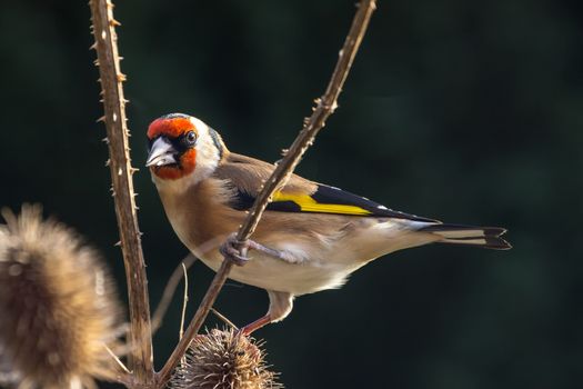 Goldfinch (Carduelis Carduelis) perched on Teasle Branch