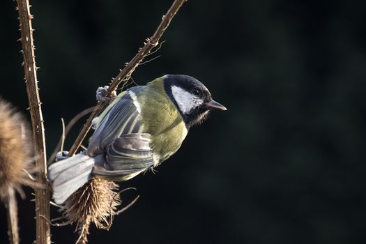 Juvenile Great Tit (Parus Major) perched on Teasle Branch