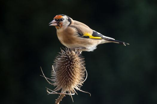 Goldfinch (Carduelis Carduelis) perched on Teasle