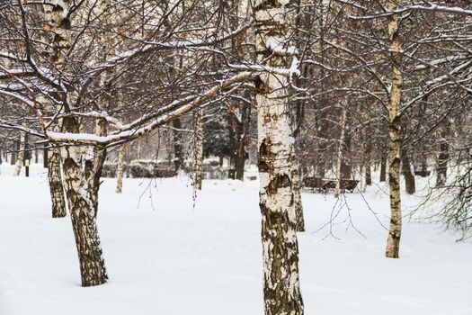Birches in the snow in December in a park in Moscow 2016