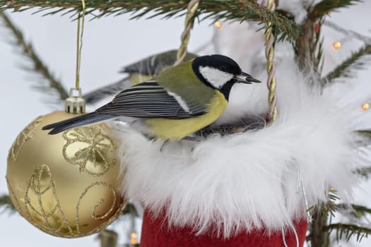 Titmouse sitting in the garden on a decorated Christmas tree, holding in its beak a sunflower seed.