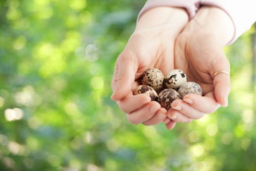 Hands holding quail eggs on a nature background. Symbol of life.