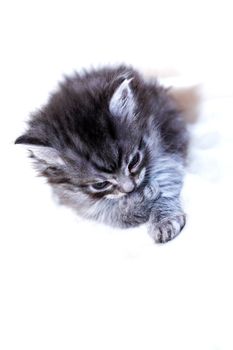 Nice small gray kitty on white textile background