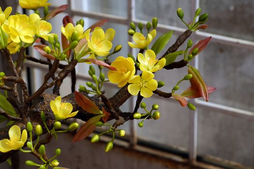 Vietnam spring flower for home decoration in springtime, handmade apricot blossom make from clay, amazing artwork with shade on white background, this kind of bonsai is tradition ornament on tet